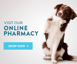 Country Animal Hospital | Bethel Vermont Veterinarian, Pet Clinic,  Veterinary, Boarding, Grooming, Training, Doggy-Daycare