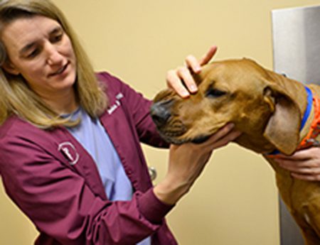 Country Animal Hospital | Bethel Vermont Veterinarian, Pet Clinic,  Veterinary, Boarding, Grooming, Training, Doggy-Daycare