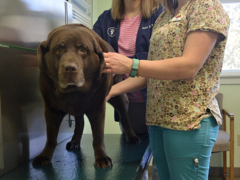 We form a lasting longterm bond with our human and animal customers.