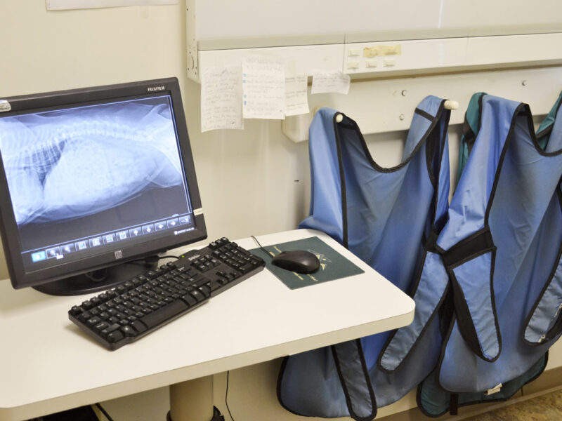 Digital X-Rays are quickly viewable on a computer screen and more versatile than film.