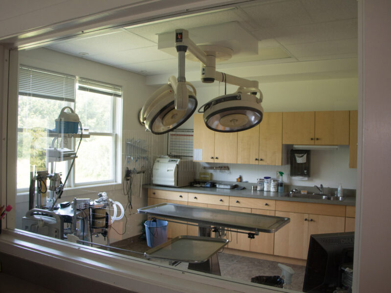 Our surgery suite is large and bright. From the smallest cat to the largest dog, we can handle them all.