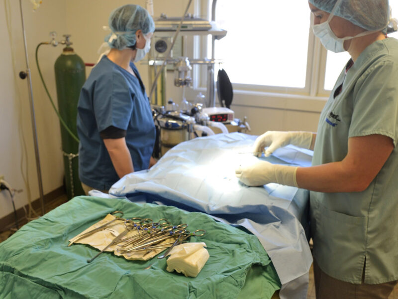 During surgery your pet is monitored and every care is taken for a safe and successful surgery.
