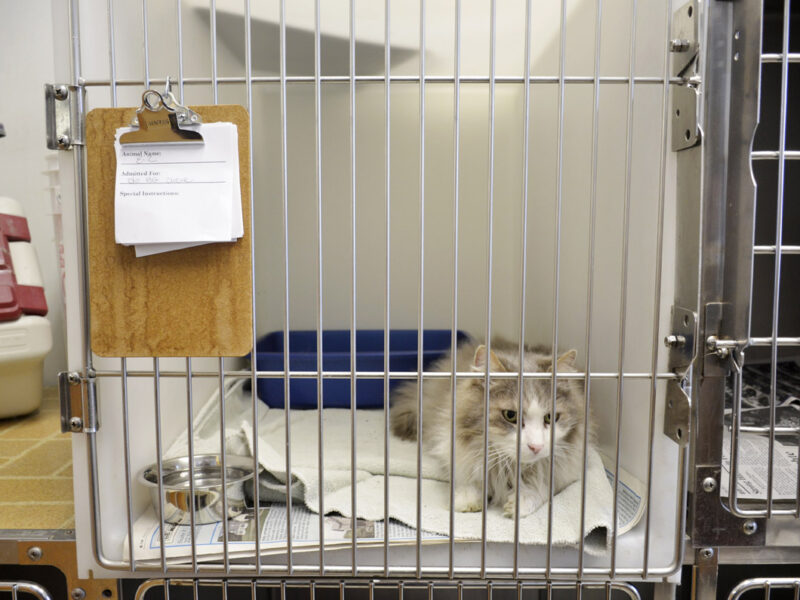 Our cat condos provide a multi-level fun safe area for your cat to stay where they can still see the activity in the treatment area.