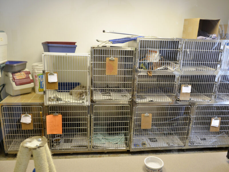 For cats that are a little shyer, our cat room is quiet and for cats only.