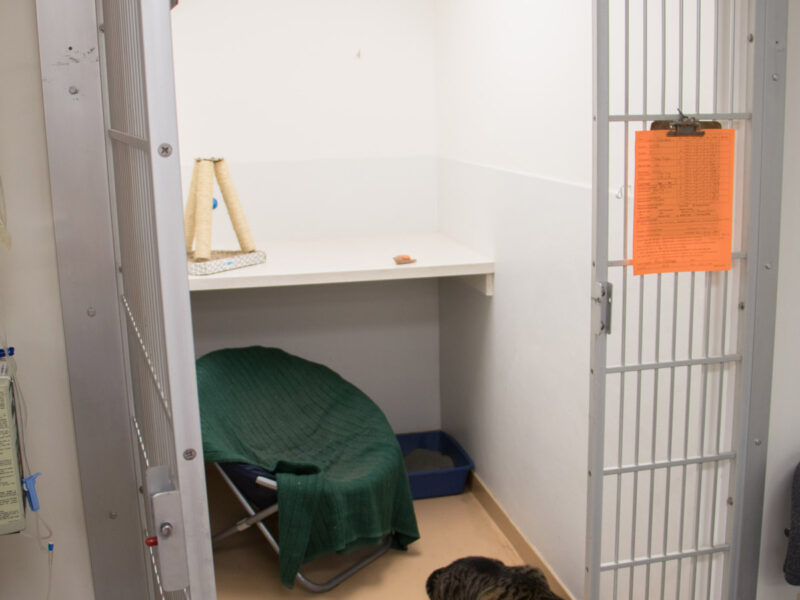 It is a great place for your cat to hang out when you will be out of town.