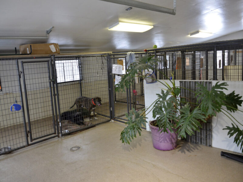 This is a extended stay boarding option that gives a cat a little more space to roam.
