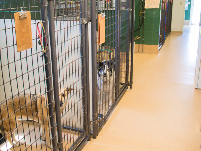 We offer boarding for dogs too. This is a facility adjacent to the clinic that is great for larger dogs.