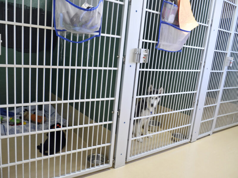 This is our indoor dog run. We use these for boarding, grooming, and medical patients.