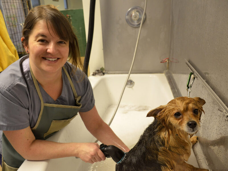 Our longtime groomer, Erica loves to spoil your pets and send them home looking their best.