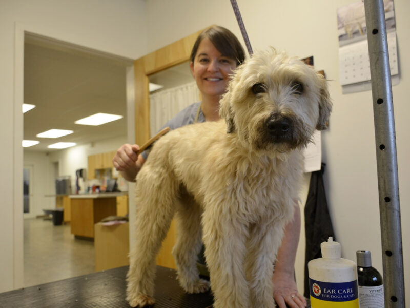 Erica spends time getting to know each of her pet clients personally so they come to love the experience.