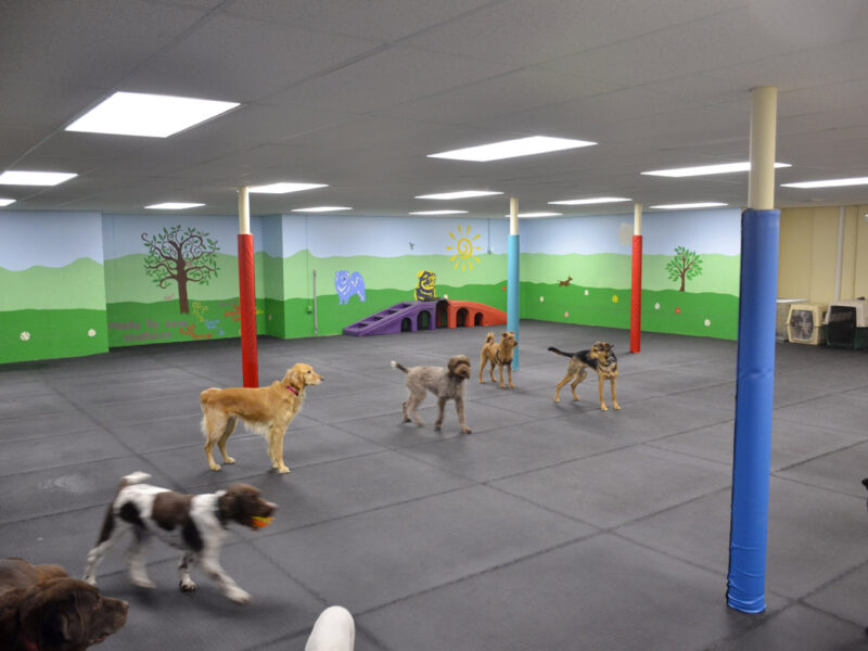 Our Country Canine Club provides a large basement area for doggy daycare during the day and training classes in the evening.
