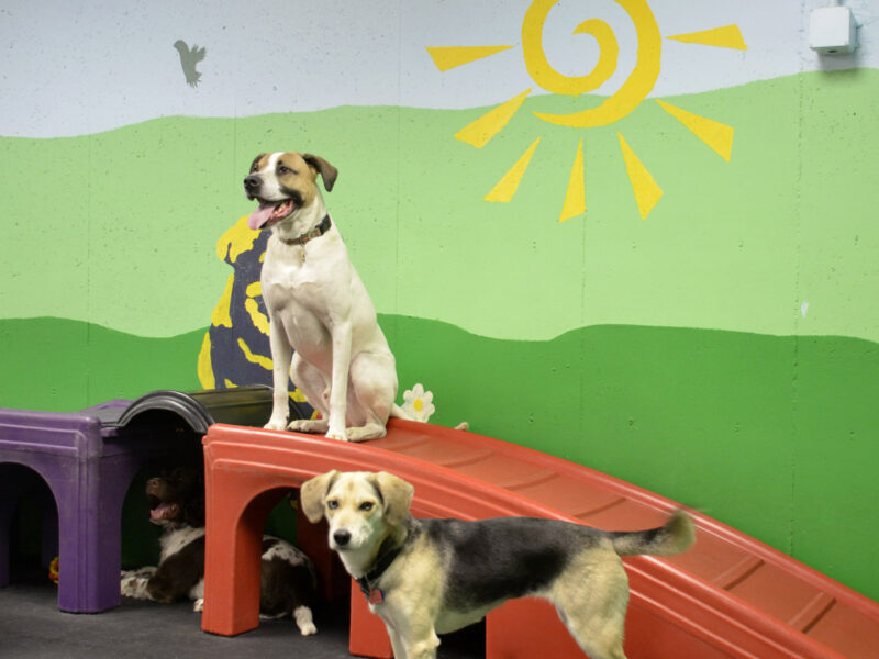 Your dogs will enjoy getting exercise and playing with friends at daycare.