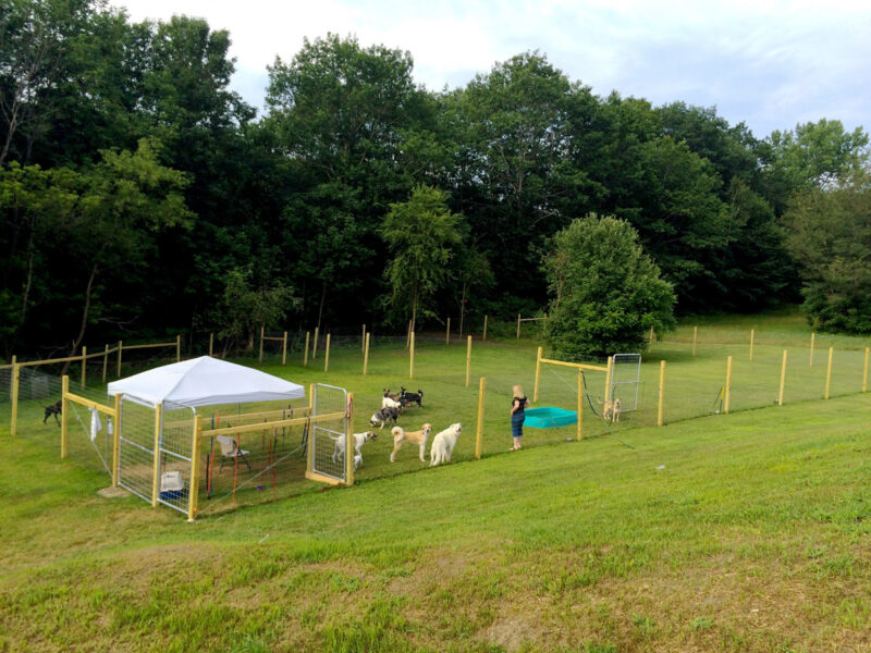 We also have a fenced in outdoor play area for the dogs to enjoy when the weather cooperates.